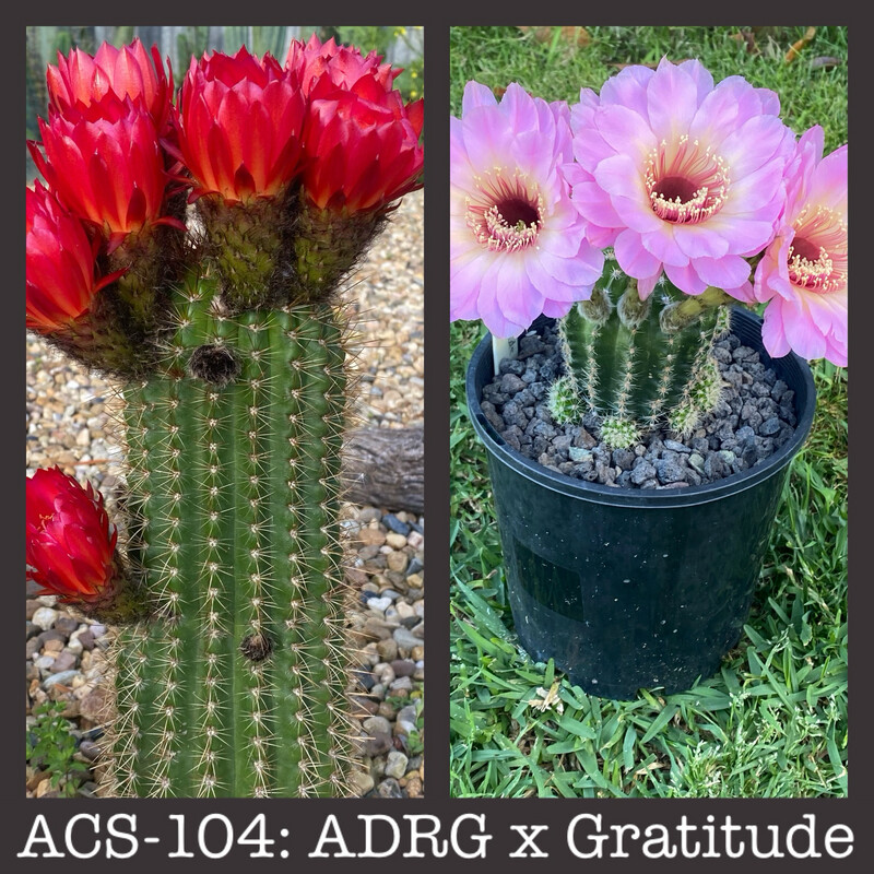 ACS-104: ADRG X Gratitude