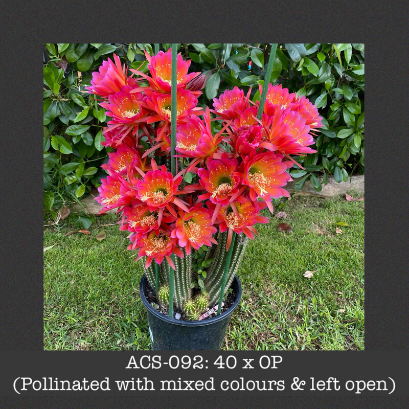 ACS-092: 40 x Open Pollinated