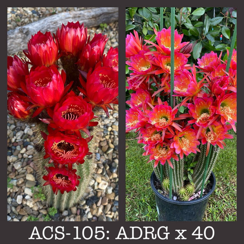 ACS-105: ARDG x 40