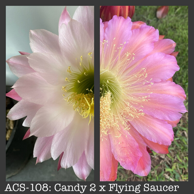 ACS-108: Candy 2 x Flying Saucer