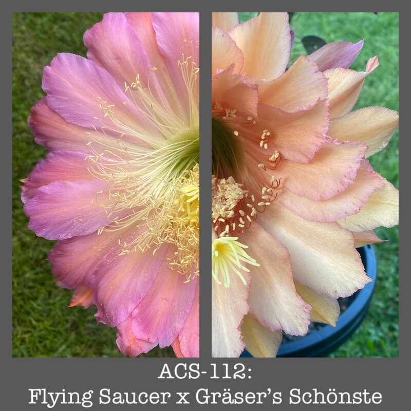 ACS-112: Flying Saucer x Gräser&#39;s Schönste