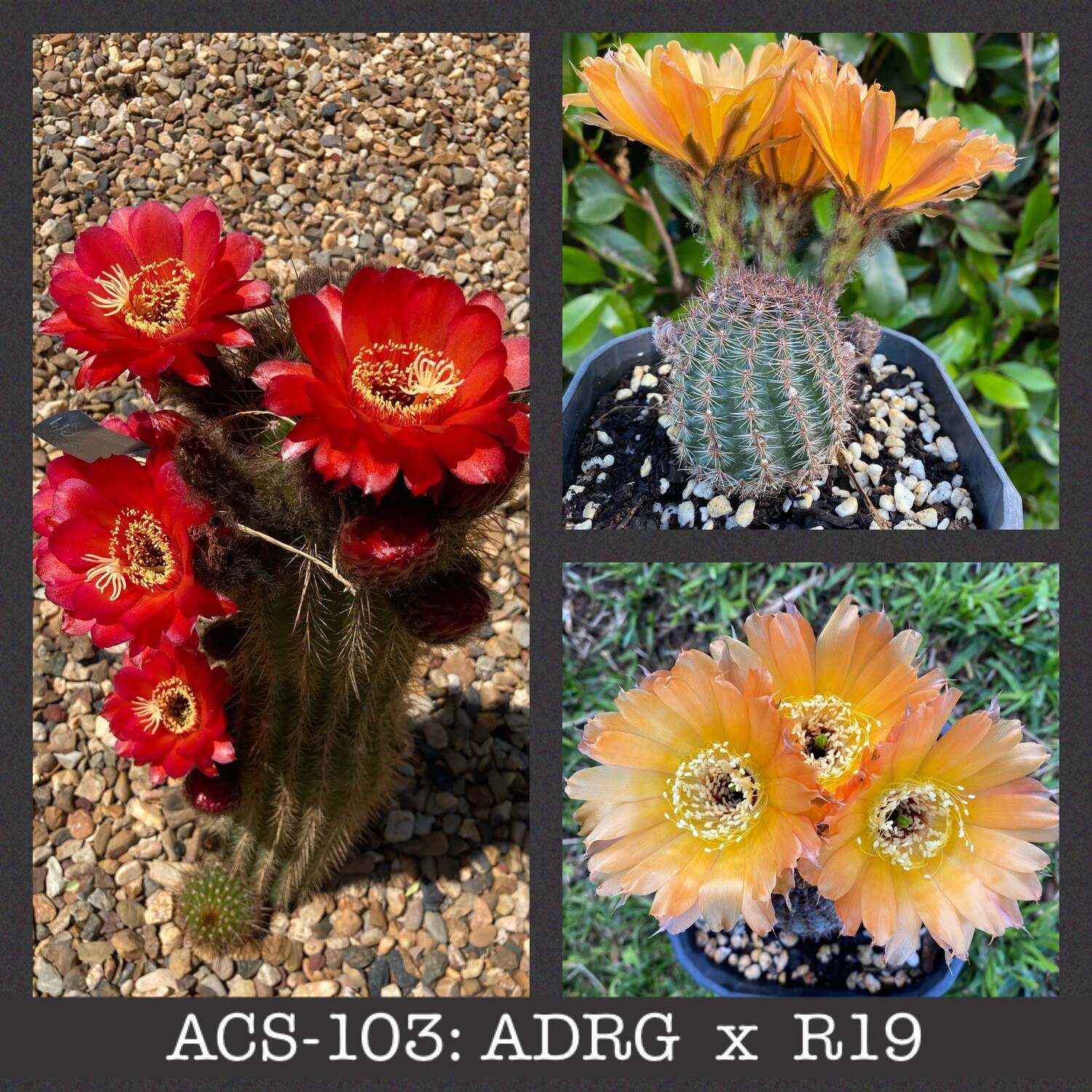 ACS-103: ADRG x R19