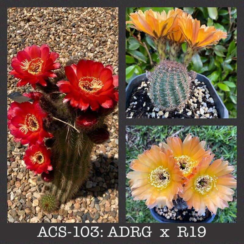 ACS-103: ADRG x R19