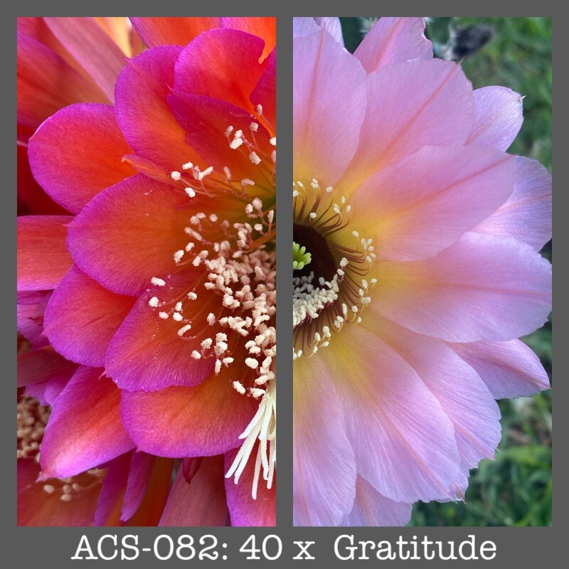 ACS-082: 40 x Gratitude