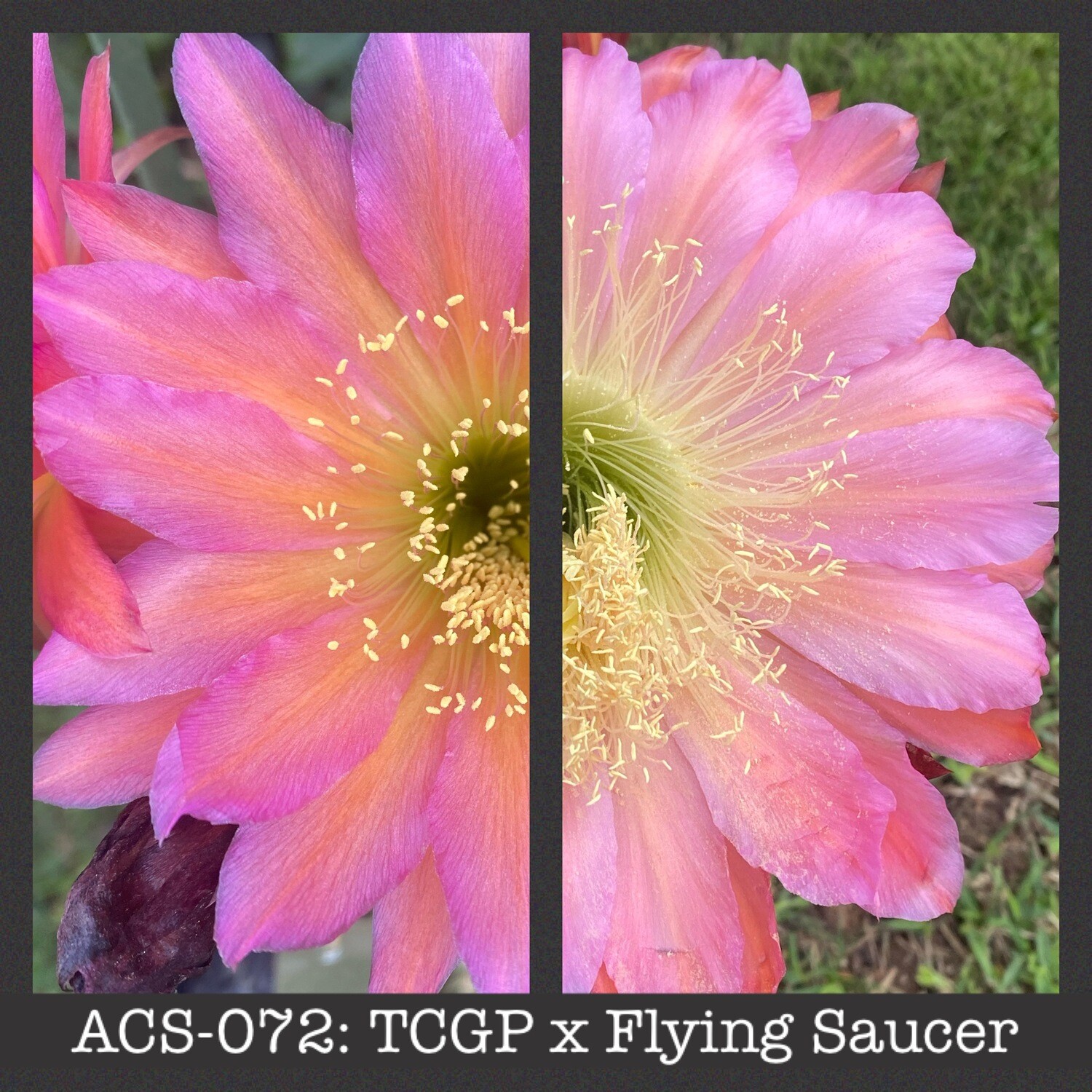ACS-072: TCGP x Flying Saucer