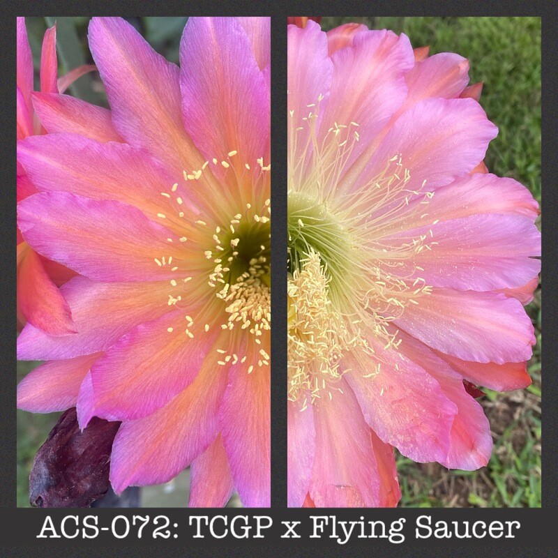 ACS-072: TCGP x Flying Saucer