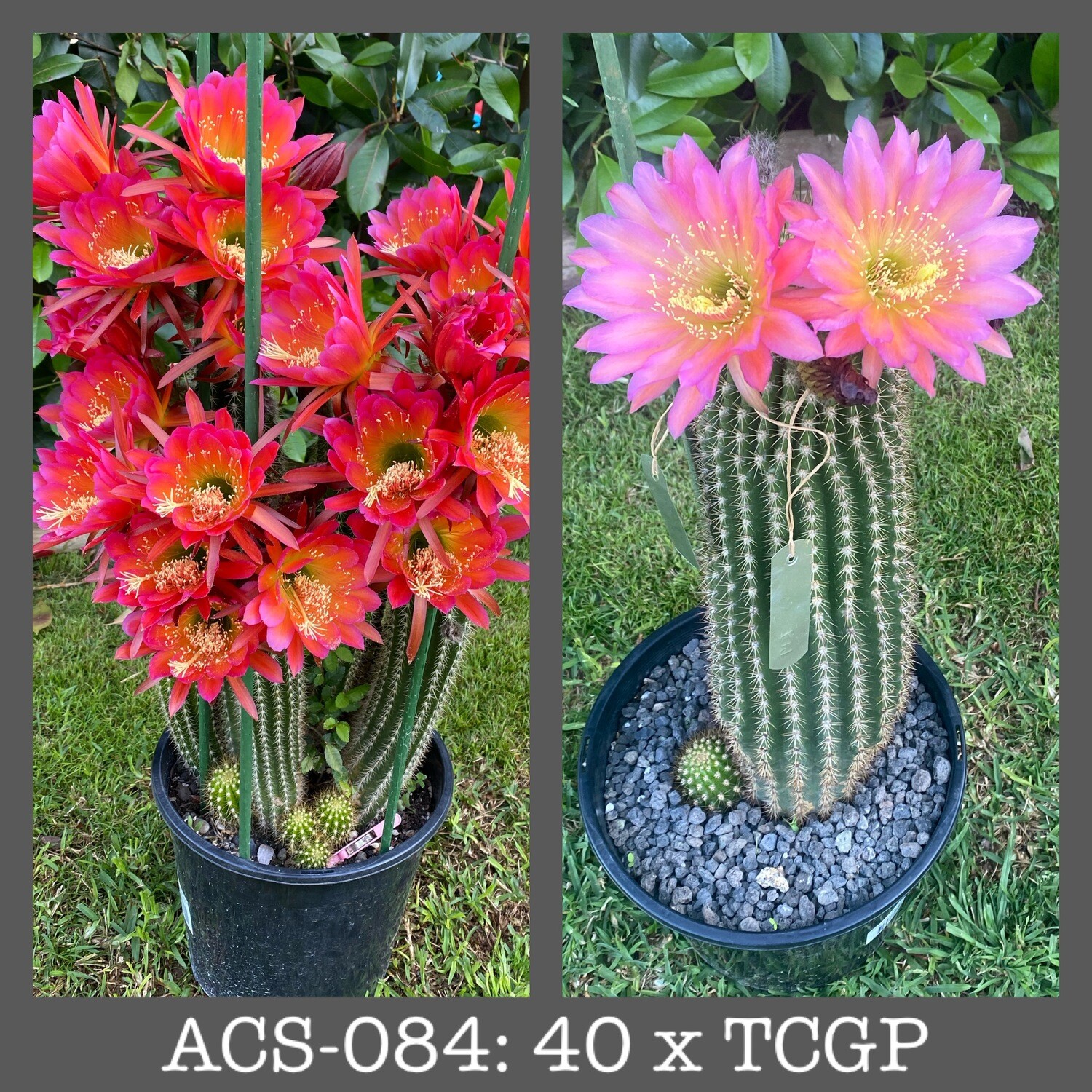 ACS-084: 40 x TCGP