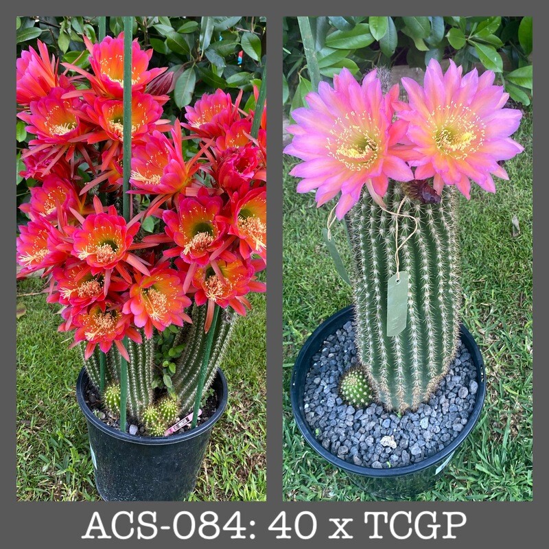 ACS-084: 40 x TCGP