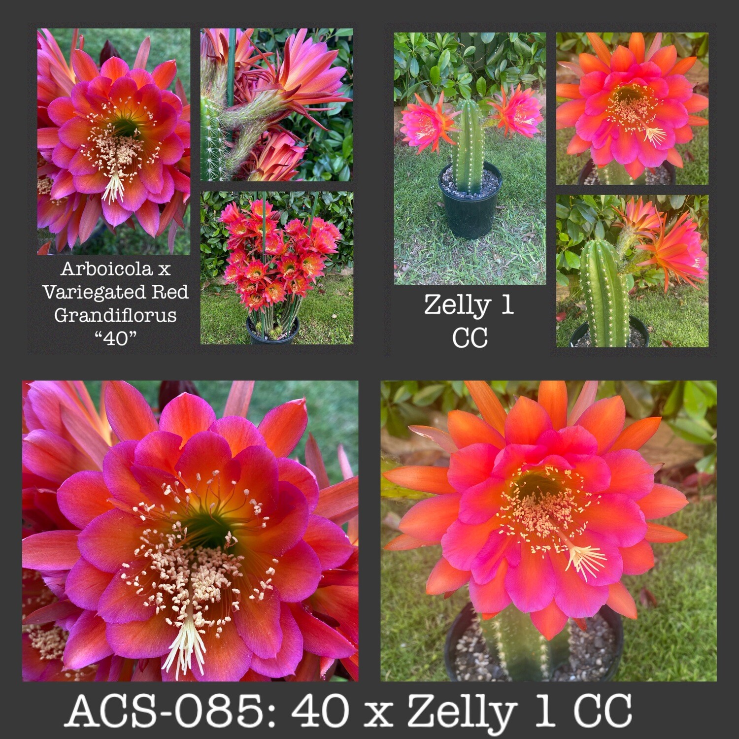 ACS-085: 40 x Zelly 1 CC