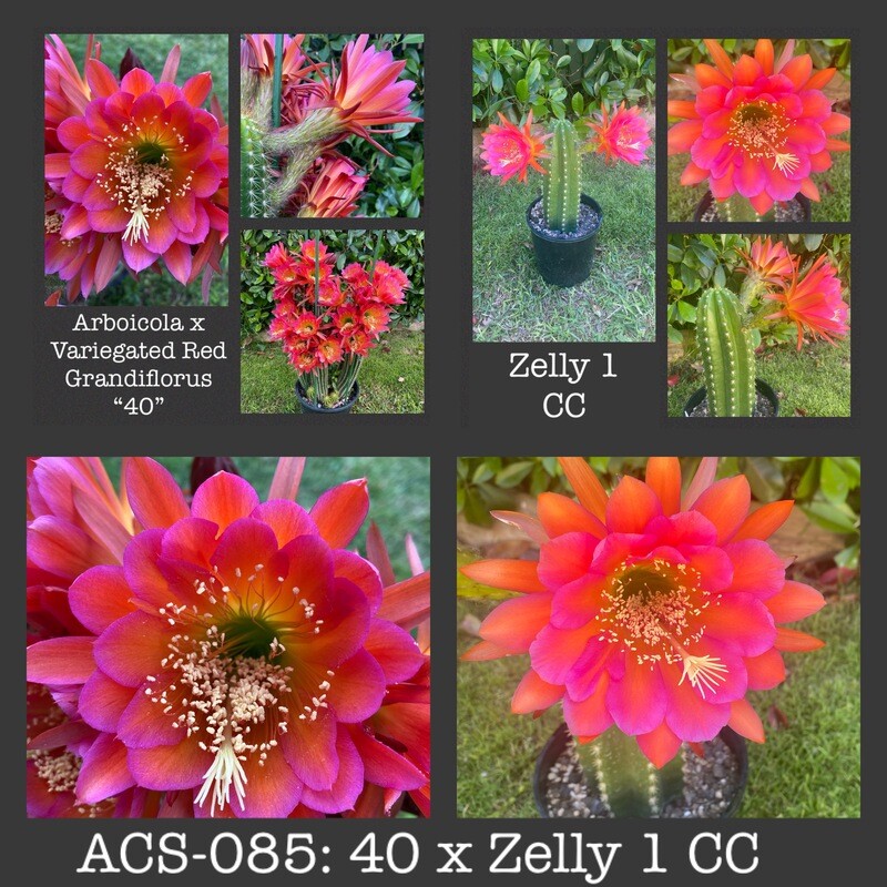 ACS-085: 40 x Zelly 1 CC
