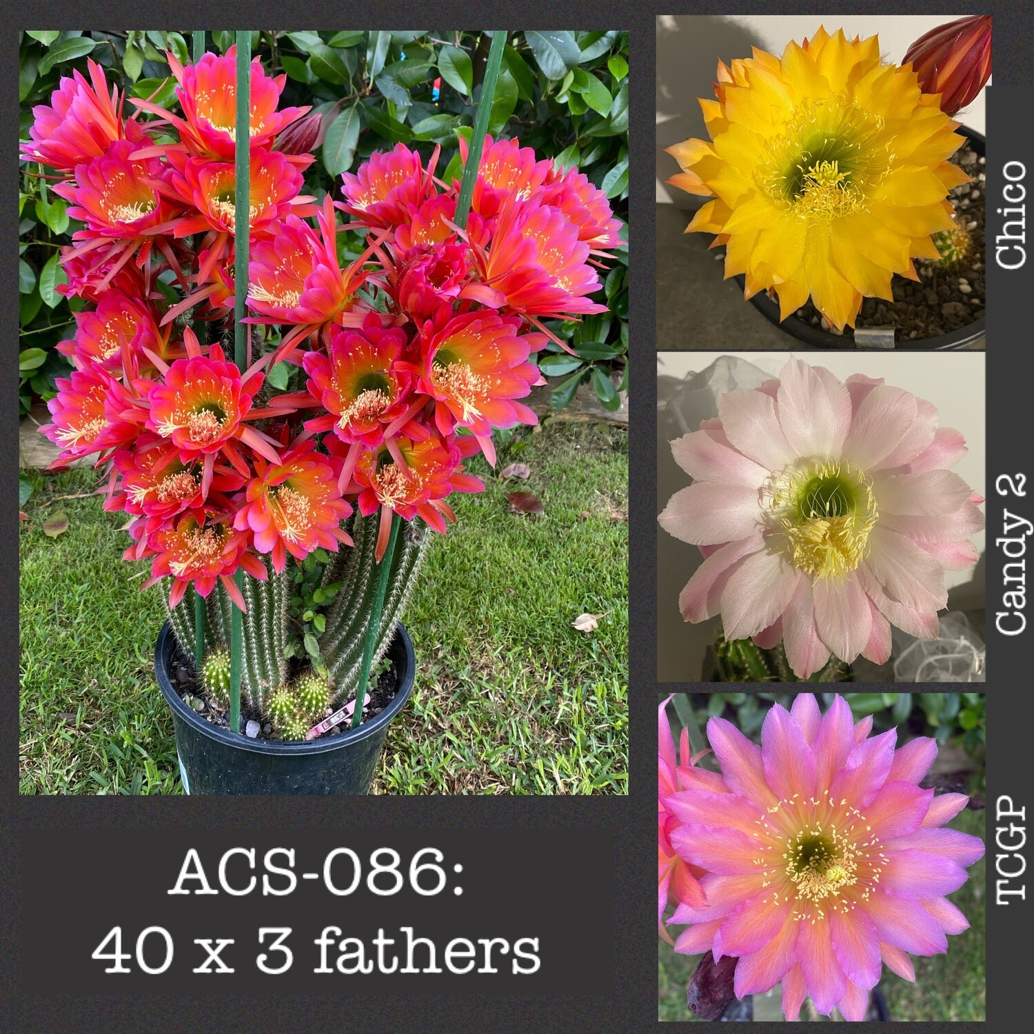 ACS-086: 40 x 3 Fathers