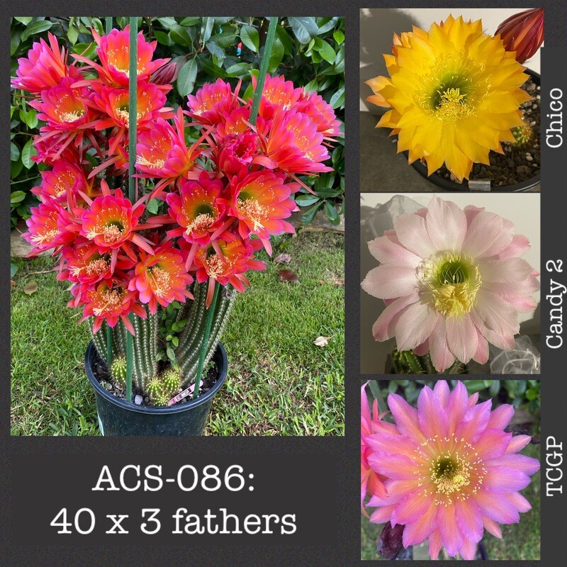 ACS-086: 40 x 3 Fathers