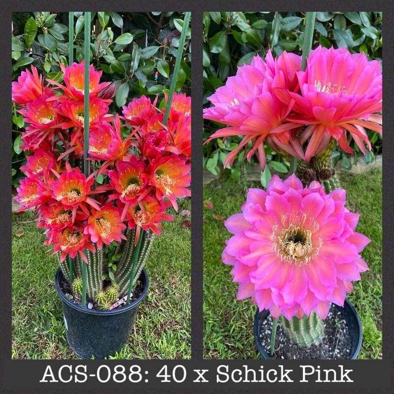 ACS-088: 40 x Schick Pink