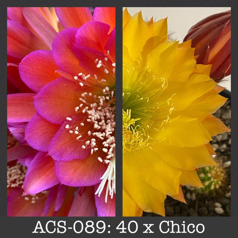 ACS-089: 40 x Chico