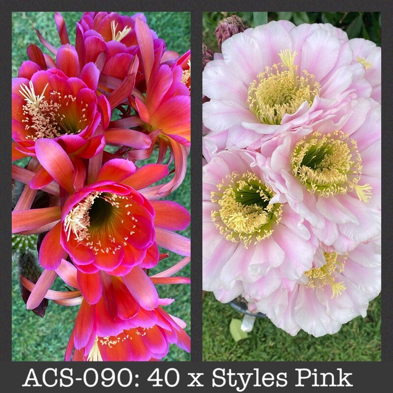 ACS-090: 40 x Styles Pink