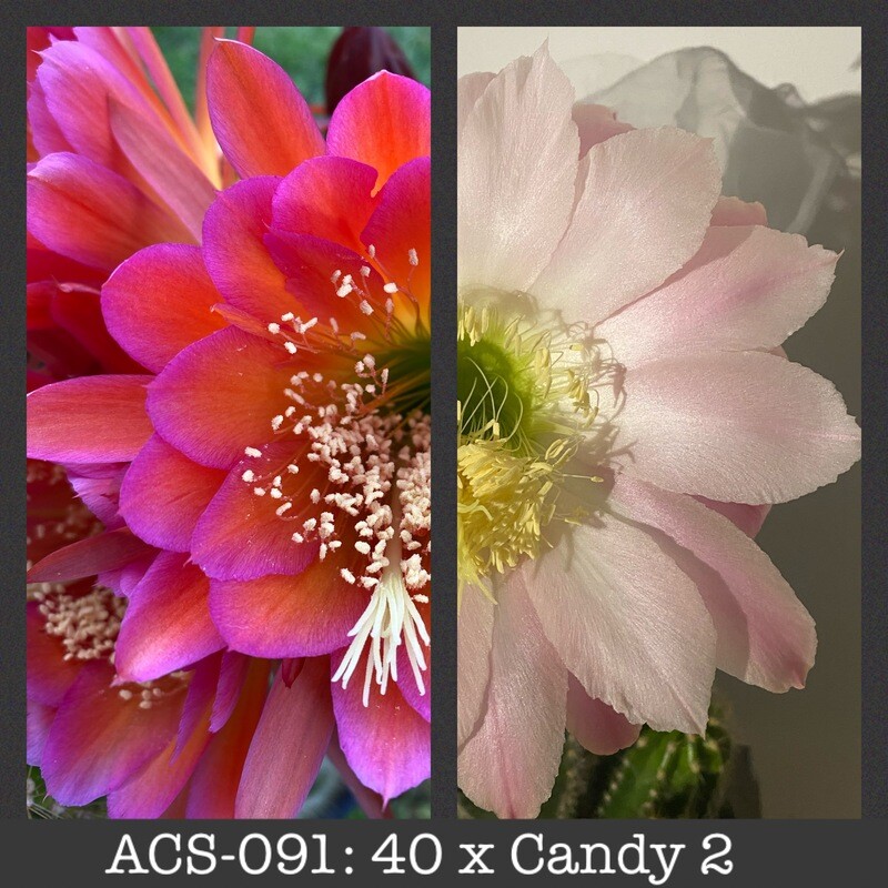 ACS-091: 40 x Candy 2