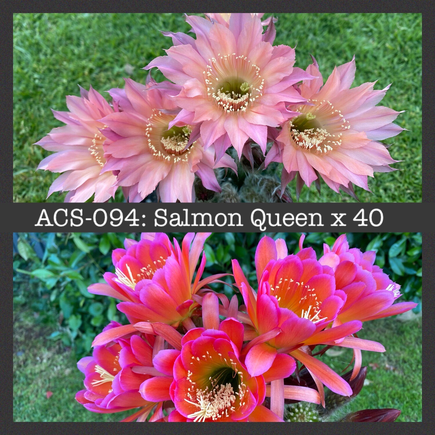 ACS-094 Salmon Queen x 40