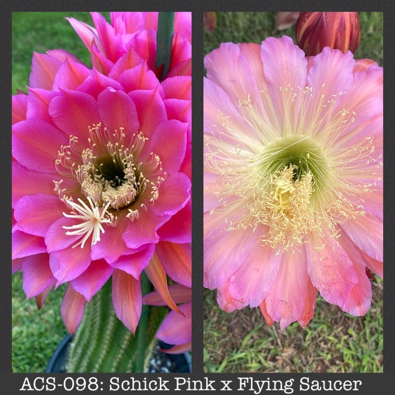 ACS-098: Schick Pink x Flying Saucer