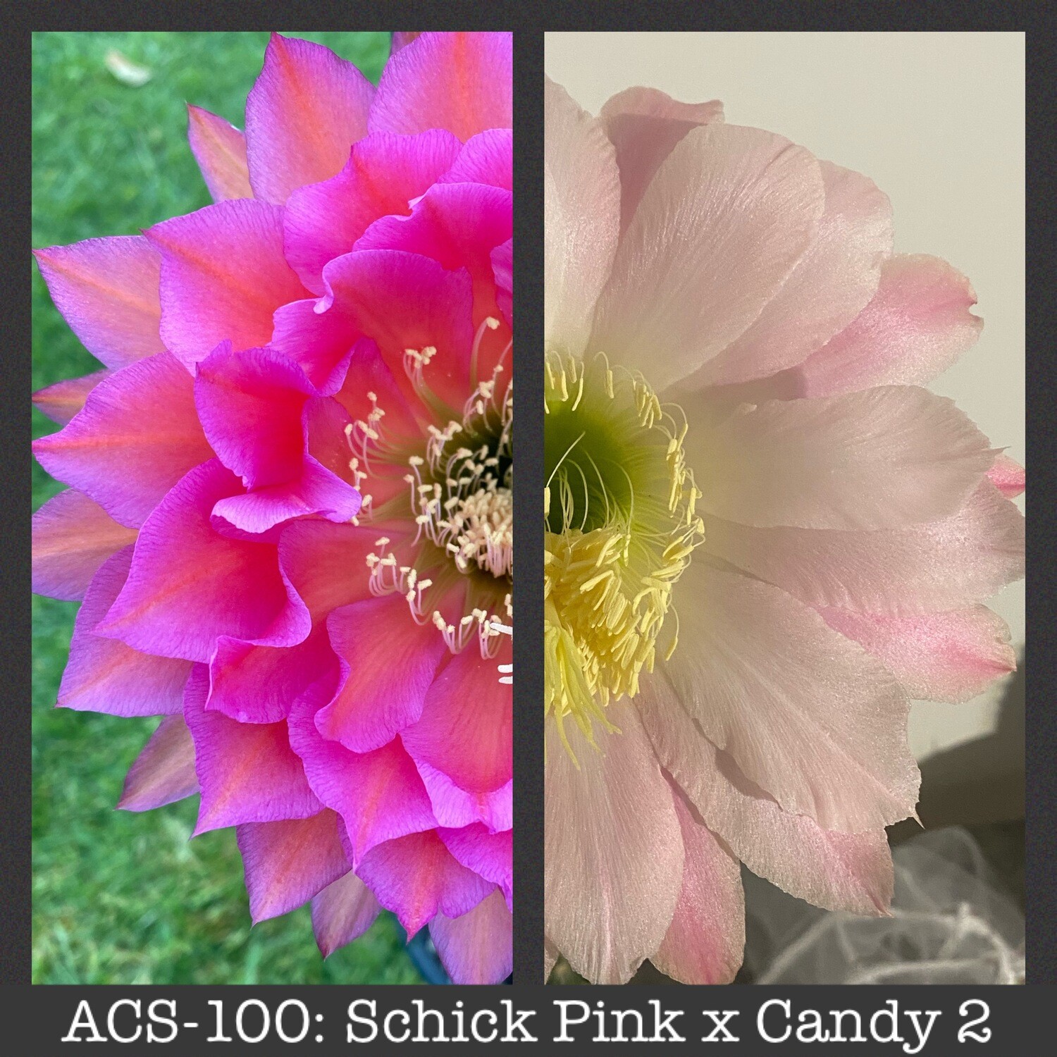 ACS-100: Schick Pink x Candy 2