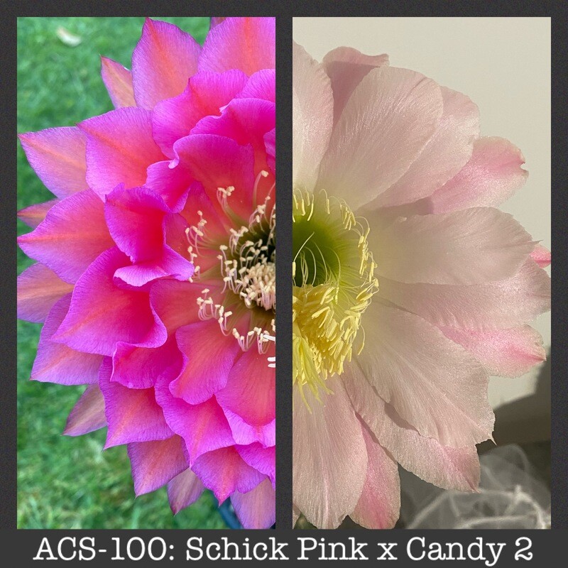 ACS-100: Schick Pink x Candy 2