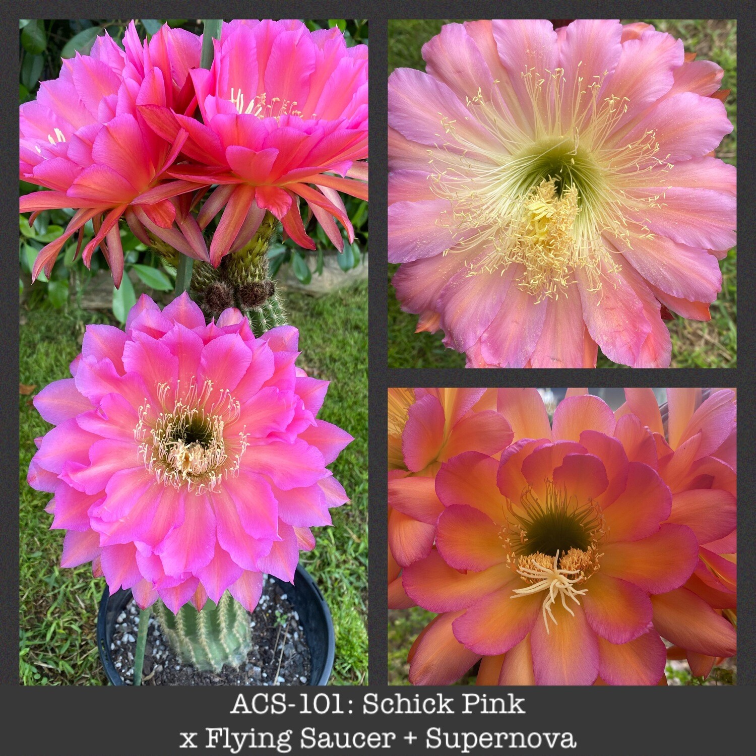 ACS-101: Schick Pink x Flying Saucer + Supernova (2 fathers)