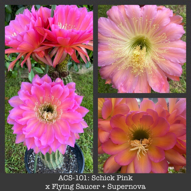 ACS-101: Schick Pink x Flying Saucer + Supernova (2 fathers)