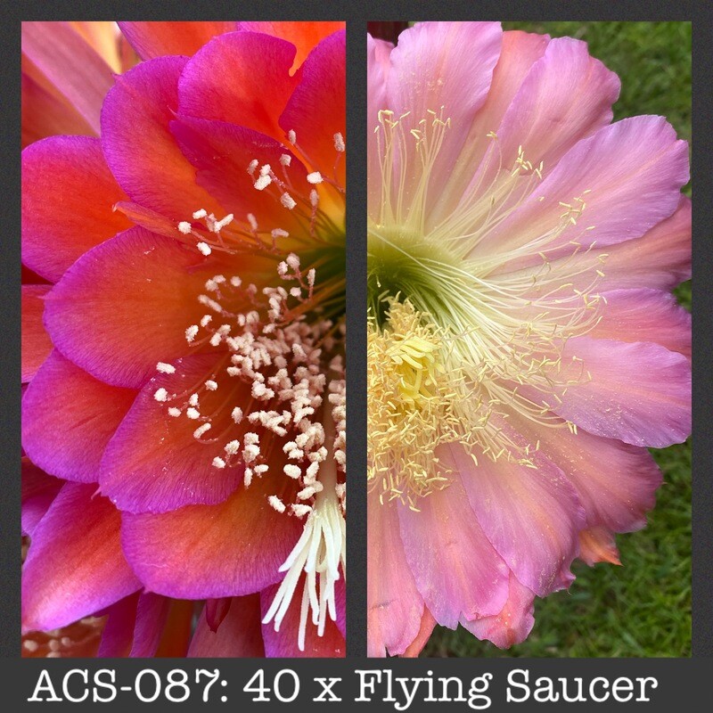 ACS-087: 40 x Flying Saucer