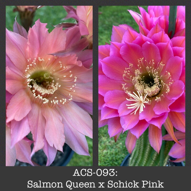 ACS-093: Salmon Queen x Schick Pink