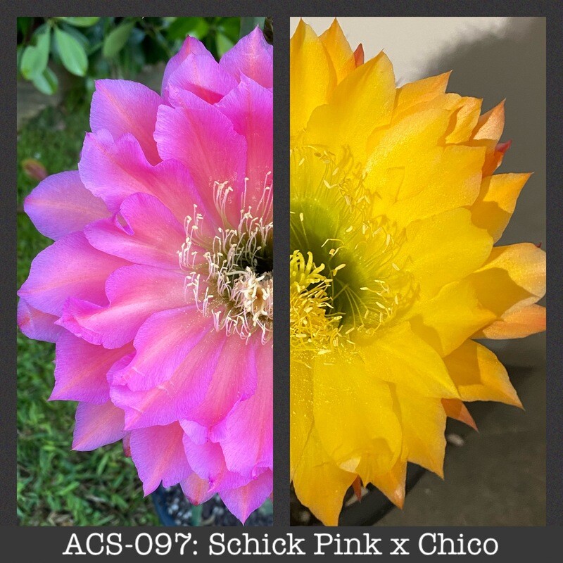 ACS-097: Schick Pink x Chico