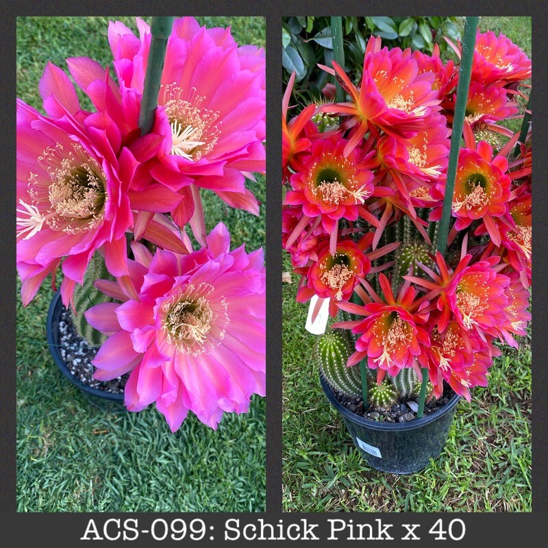 ACS-099: Schick Pink x 40