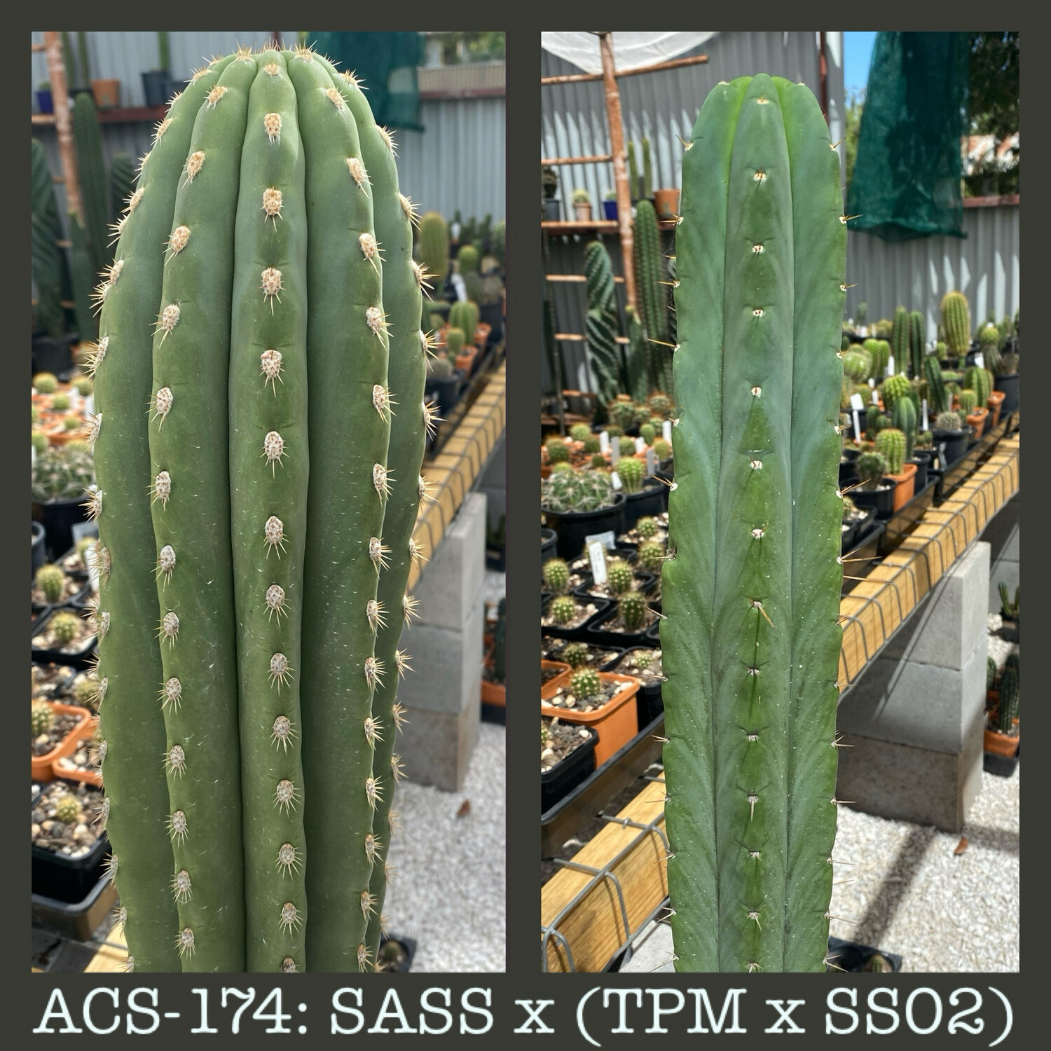 ACS-174: SASS X (TPM x SS02)