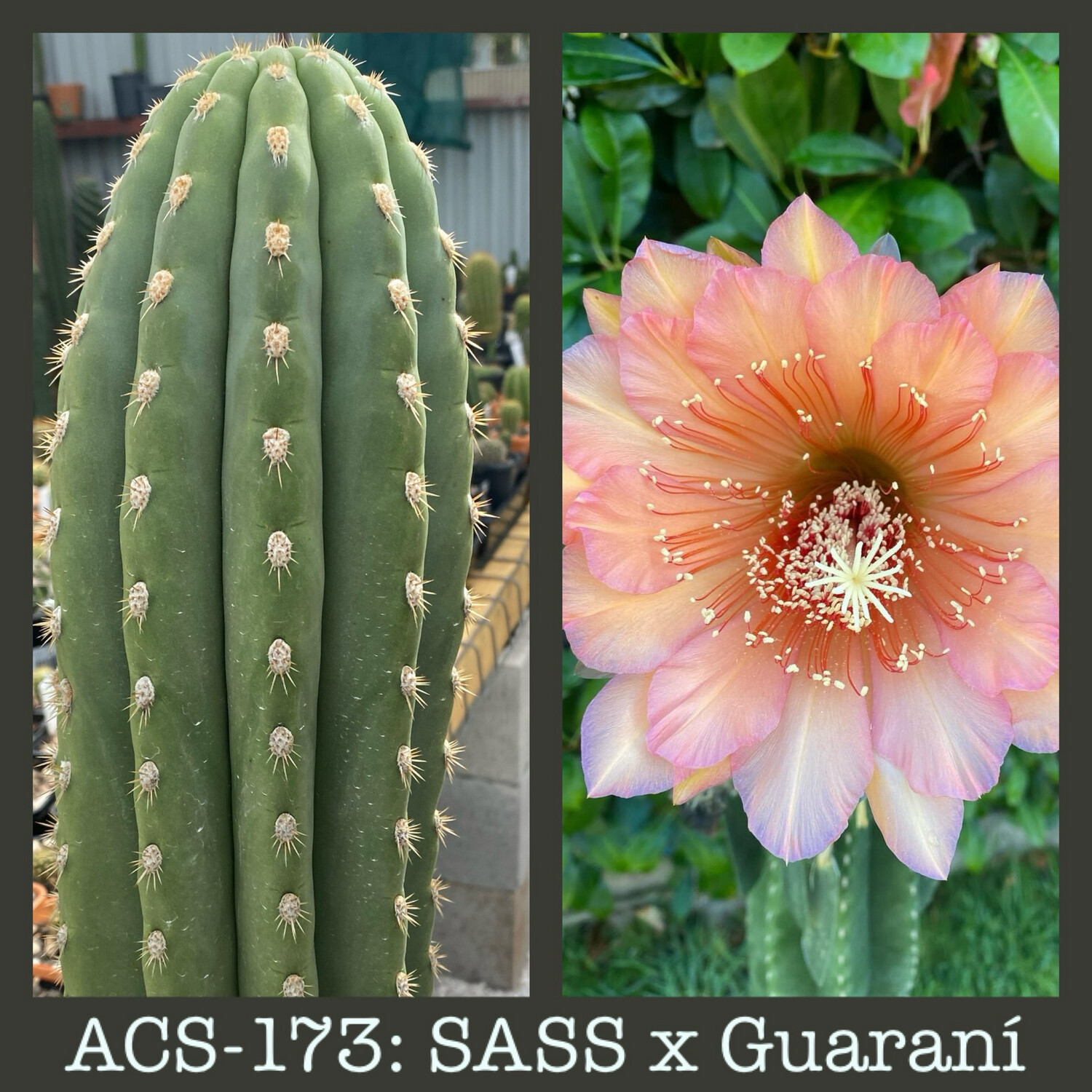 ACS-173: SASS x Guaraní