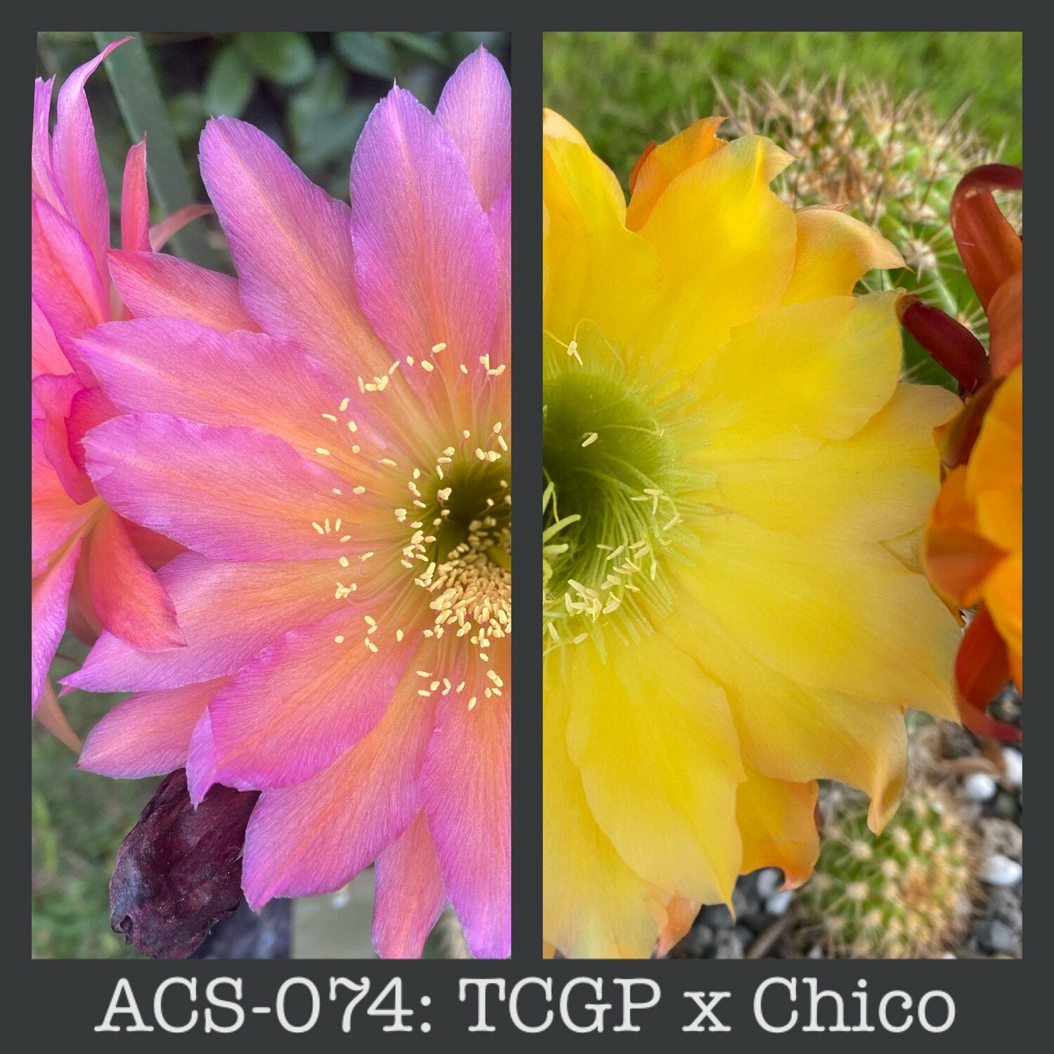 ACS-074: TCGP x Chico