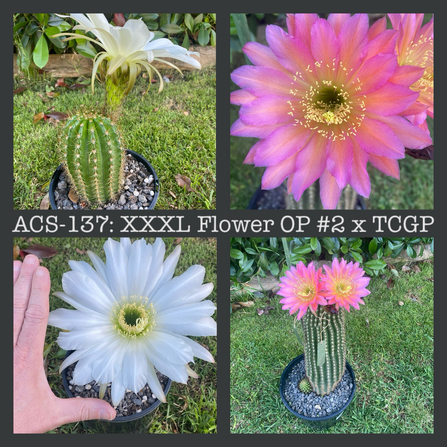 ACS-137: XXXL Flower OP #2 x TCGP
