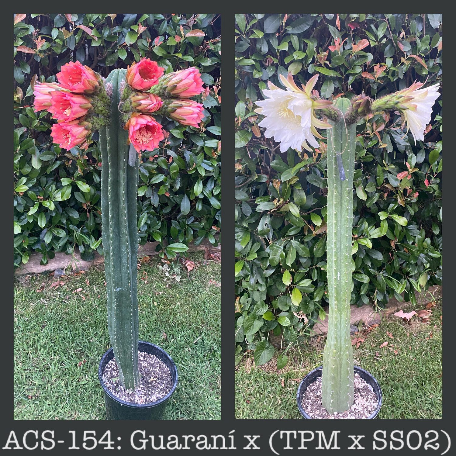 ACS-154: Guaraní x (TPM x SS02)