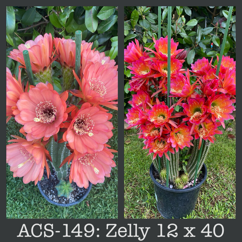 ACS-149: Zelly 12 x 40