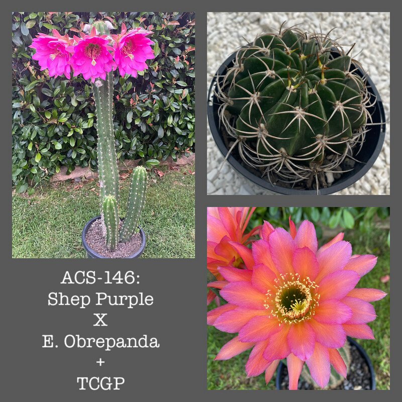 ACS-146: Shep Purple x E. Obrepanda + TCGP
