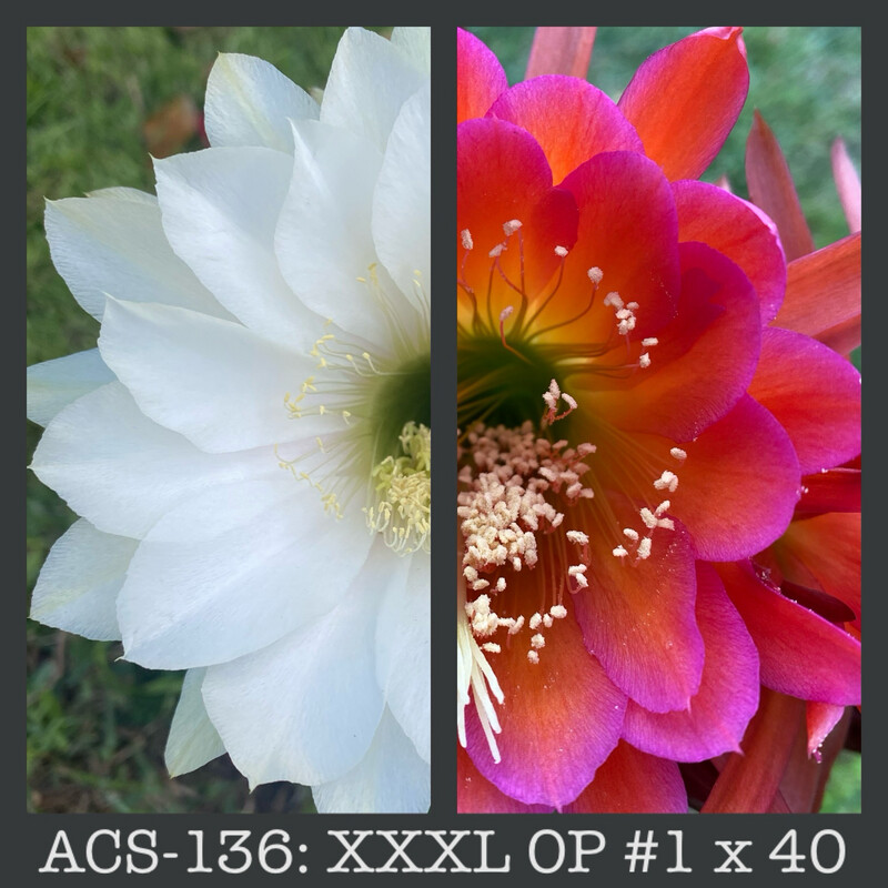 ACS-136: XXXL Flower OP #1 x 40