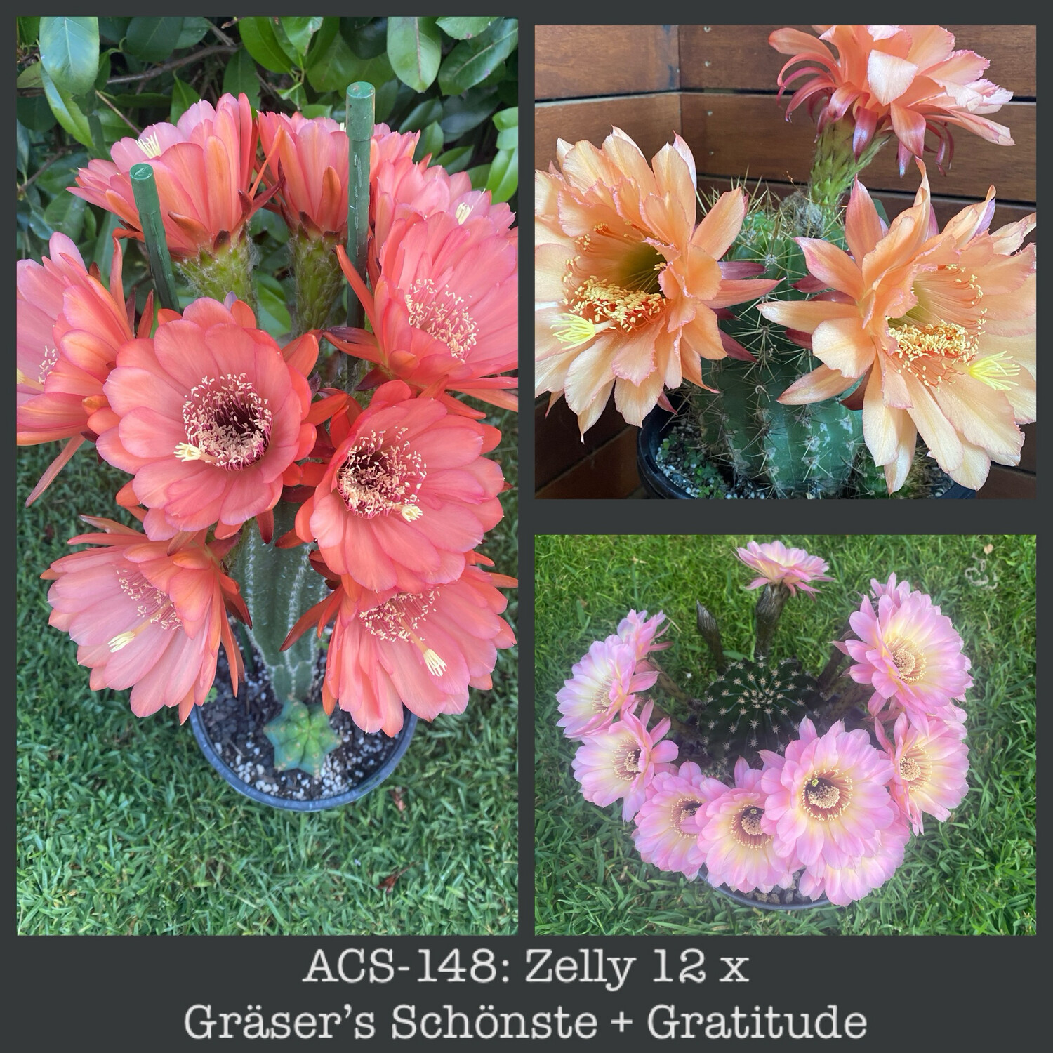 ACS-148: Zelly 12 x Gräser’s Schönste + Gratitude