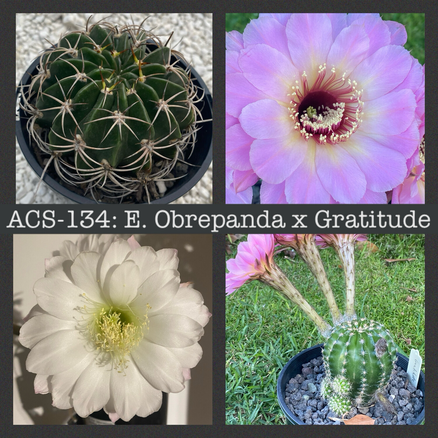 ACS-134: Echinopsis Obrepanda x Gratitude