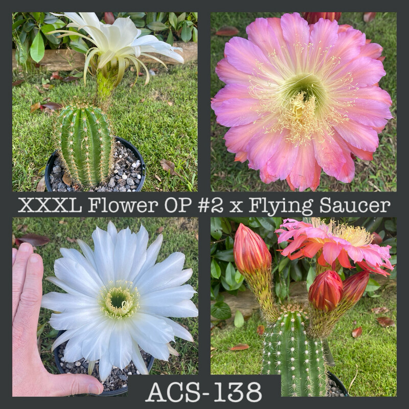 ACS-138: XXXL Flower OP #2 x Flying Saucer