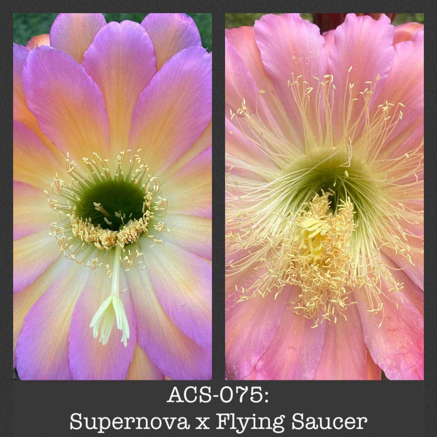 ACS-075: Supernova x Flying Saucer