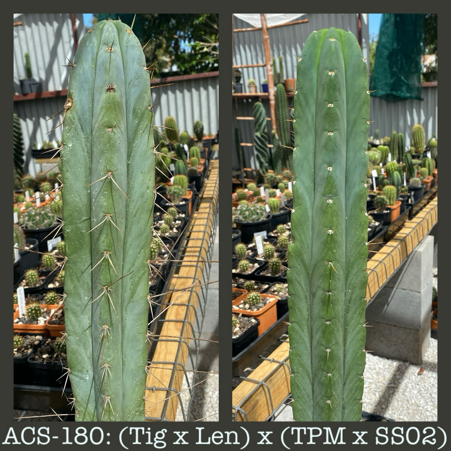 ACS-180: (Tig x Len) x (TPM x SS02)