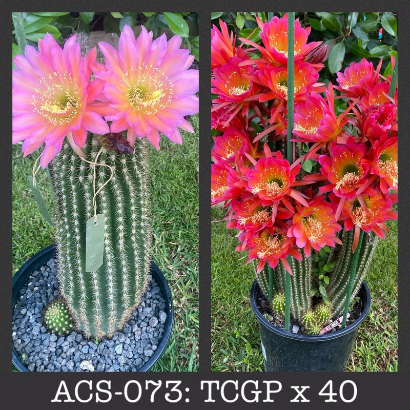 ACS-073: TCGP x 40