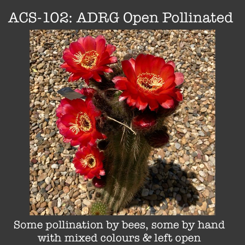 ACS-102: ADRG Open Pollinated