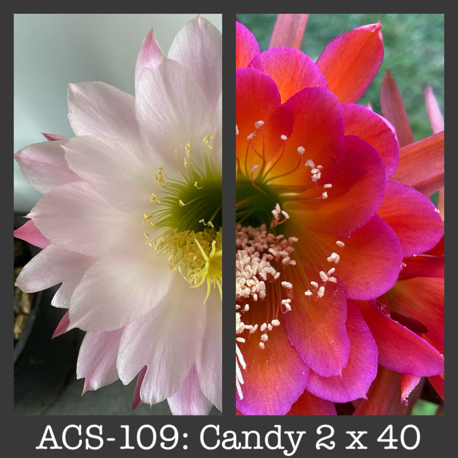ACS-109: Candy 2 x 40
