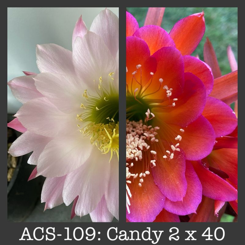 ACS-109: Candy 2 x 40