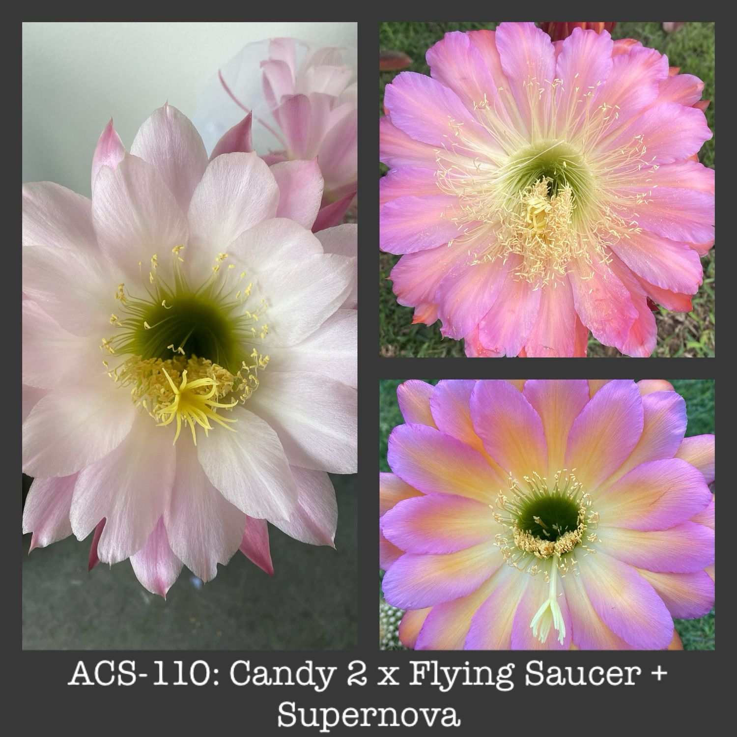 ACS-110: Candy 2 x Flying Saucer + Supernova (2 Fathers)