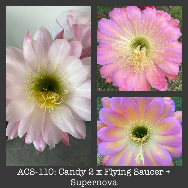 ACS-110: Candy 2 x Flying Saucer + Supernova (2 Fathers)