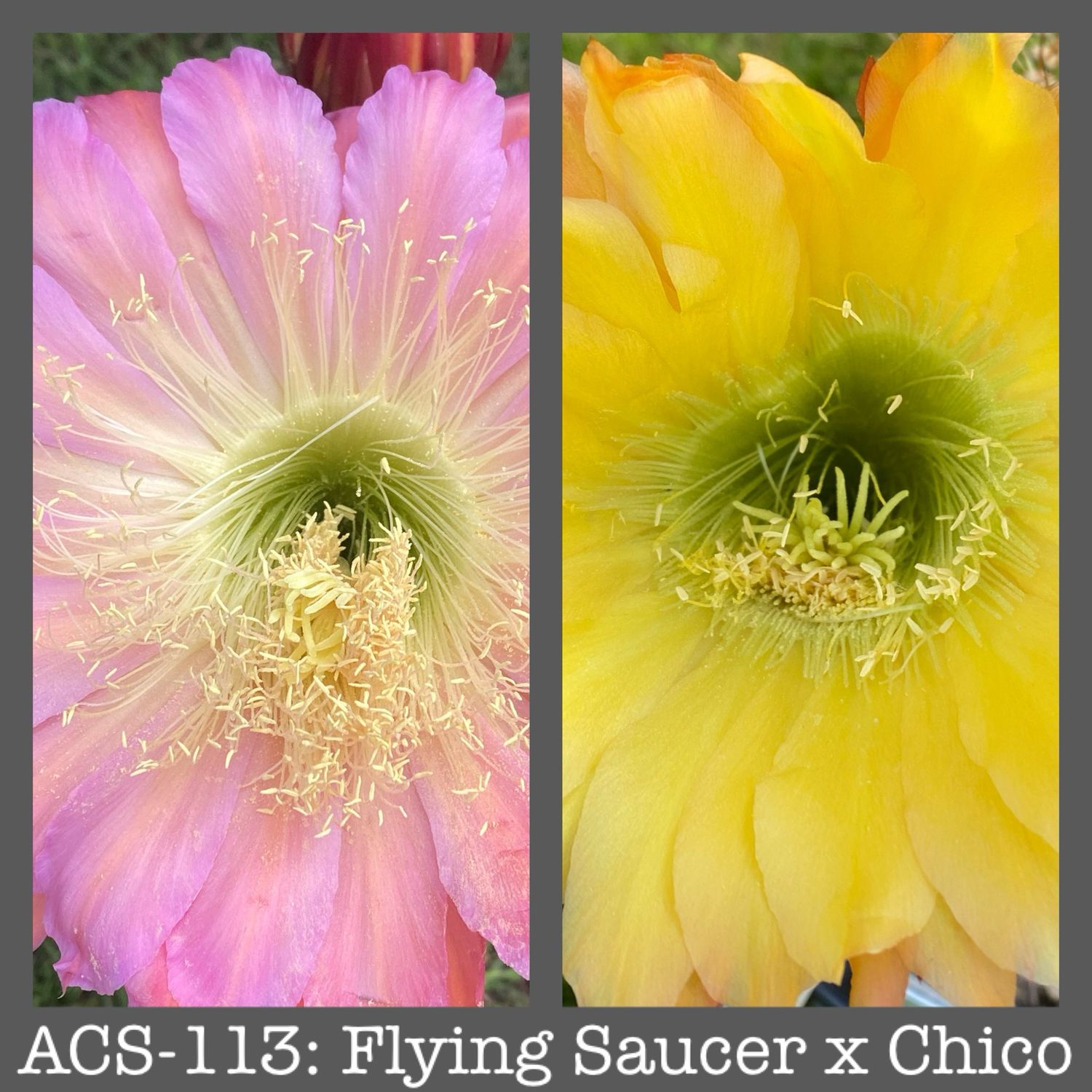 ACS-113: Flying Saucer x Chico